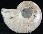 Agatized Ammonite Fossil (Half) #32466-1